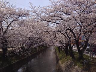 大丈夫、五条川の桜だよ！。